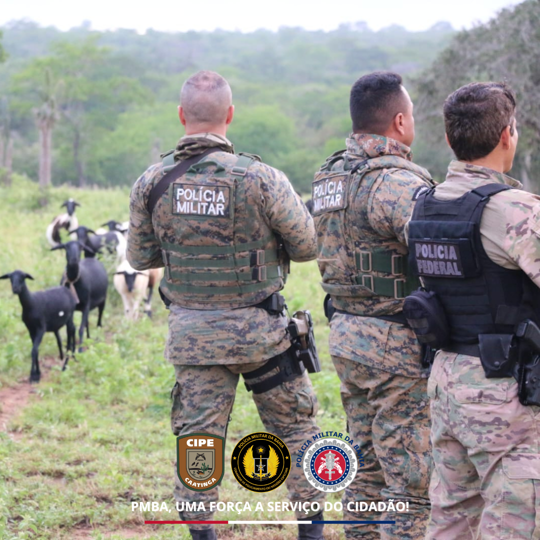 Cipe Caatinga E Pf Erradicam Plantio De Maconha Em S Tio Usado