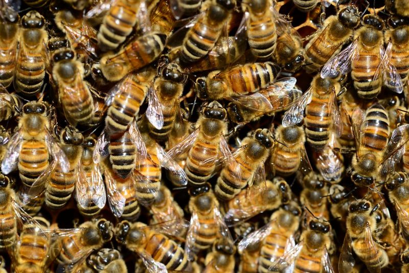 honey-292132_1280