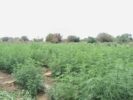 Polícia erradica mais de 30 mil pés de maconha em Curaçá-BA