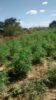 Polícia erradica cerca de 20mil pés de maconha em Curaçá-BA