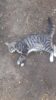 Moradora do distrito de Juremal, em Juazeiro, denuncia matança de gatos na comunidade