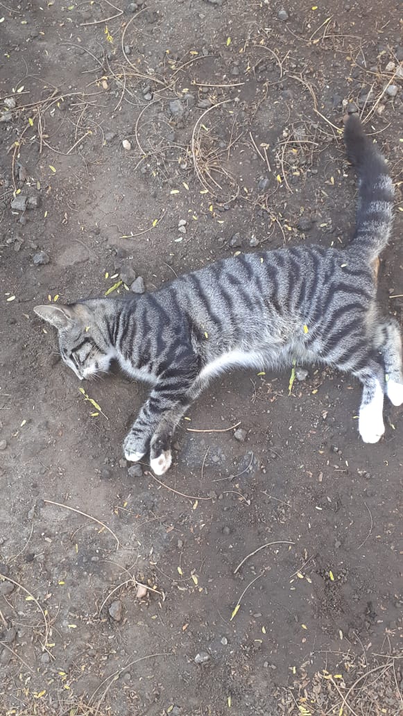 gatos
