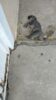 Moradores do Country clube pedem providências para matança de gatos no bairro