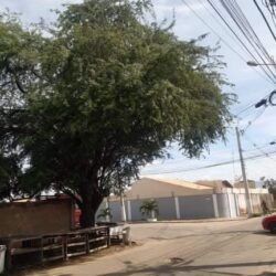 "Quando é essa próxima semana, SESP?", morador do Tancredo Neves questiona SESP sobre solicitação de poda de árvore feita há 5 meses
