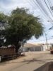 “Quando é essa próxima semana, SESP?”, morador do Tancredo Neves questiona SESP sobre solicitação de poda de árvore feita há 5 meses