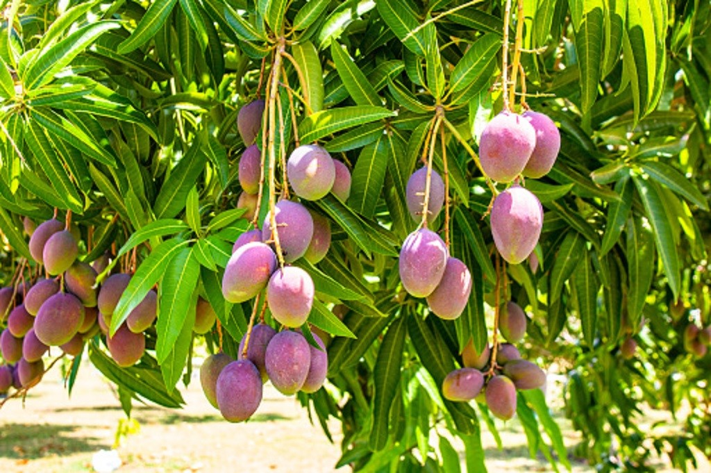 SEBRAE FRUTAS