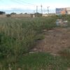 “Minha cidade está abandonada, jogada às traças”: reclama moradora sobre matagal próximo ao residencial São Francisco em Juazeiro