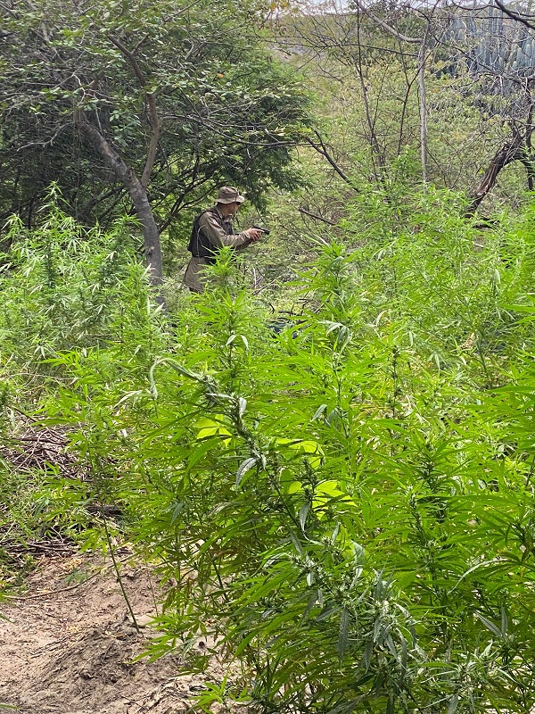 110 mil pés de maconha incinerados 05
