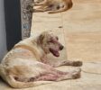 Moradora do Monte Castelo, em Juazeiro, pede ajuda: “Estou com a calçada cheia de cachorros, aparentemente doentes