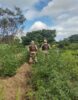 PM erradica 4.700 pés de maconha em ilha do Rio São Francisco
