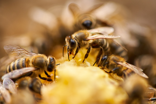 Sebrae realiza consultoria para apicultores de Campo Alegre de Lourdes