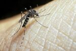 Situação da dengue em Juazeiro: Foram registrados apenas 16 casos suspeitos este ano, segundo a Sesau