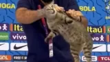 Após críticas sobre a forma como o assessor da CBF retirou um gato de coletiva, Conselho Regional de Medicina Veterinária opina: “Manejo comum”