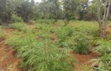 Mais de 15 mil pés de maconha são destruídos em Curaçá