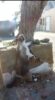 Criminoso enforca um gato na rua Raul de Queiroz, bairro Alagadiço, em Juazeiro e revolta moradores: “É diabólico isso!”