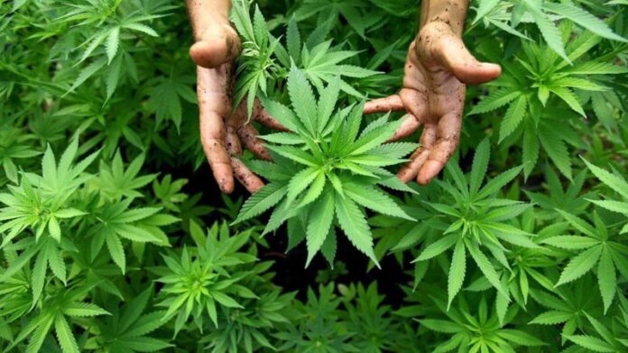 MACONHA MED