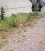 “Todas as ruas estão completamente tomadas pelo mato”, reclamam moradores do bairro Country Clube, em Juazeiro