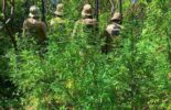 Em 24h, PM erradica 16,2 mil pés de maconha em Curaçá