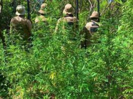 Em 24h, PM erradica 16,2 mil pés de maconha em Curaçá
