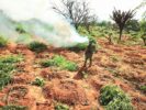 PRF e DENARC erradicam pés de maconha que poderiam produzir 3,6 toneladas da droga em Petrolina