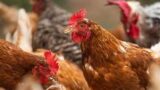 Brasil confirma primeiros casos de gripe aviária em aves silvestres