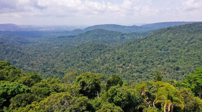 Alertas de desmatamento caem 35% na Amazônia e 6% no Cerrado
