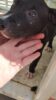 Homem é preso em flagrante por maus-tratos a animal em Petrolina