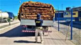 PRF apreende madeira nativa do Pará transportada ilegalmente, em Senhor do Bonfim