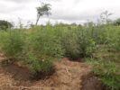Policiais da 45ª CIPM erradicam mais um plantio de maconha, em Curaçá; desta vez, foram aproximadamente 15 mil pés da droga