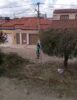 Cansados de esperar pela Prefeitura de Juazeiro, moradores do Centenário pagam por serviço de poda em árvores: “Bate no chão e eles não vem”