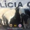 CIPE-Caatinga prende 5 acusados de furtar animais, em Massaroca, Juazeiro