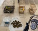 Policiais da 75ª CIPM prendem em flagrante homem com drogas e aves silvestres nas proximidades do Mercado do Produtor de Juazeiro