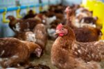 Avicultura baiana cresce acima da média nacional e lidera produção no Nordeste