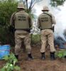 Polícia Militar erradica 7.500 pés de maconha em Curaçá