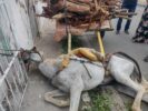 Crueldade: Cavalo debilitado e carregando muito peso tomba nas imediações da Avenida Adolfo Viana, Juazeiro: “Uma cena de cortar o coração”