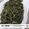 Policiais da 45ª CIPM prendem em flagrante acusado por tráfico de drogas, em Curaçá