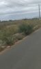 “Ninguém anda mais nas calçadas, porque o mato já cobriu tudo”, diz morador sobre a situação da Avenida Irmã Dulce II
