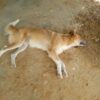 “Clamamos por socorro”: Moradora denuncia matança de animais na Serra da Batateira, em Juazeiro