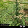 Polícia Militar erradica 4.000 pés de maconha em Curaçá