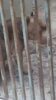 Moradora denuncia suposto caso de maus tratos a um cachorro no Residencial Vivendas I, em Petrolina; Centro de Controle de Zoonoses se manifesta