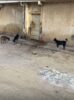 Moradores do João Paulo II, Juazeiro, relatam transtornos com a proliferação de cães e questionam forma de cuidadora de alimentá-los: “Comida espalhada pela rua atrai ratos”; veja opinião de profissional