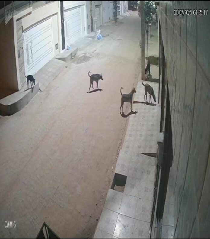 WhatsApp Image 2025-07-31 at 18.50.49