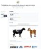 Univasf desenvolve site para pesagem de caprinos e ovinos em parceria com abatedouro regional