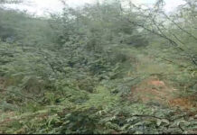 “Uma verdadeira floresta”: moradora volta a denunciar abandono de terrenos no bairro Country Club, em Juazeiro