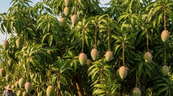 Após reclamação sobre supostas irregularidades trabalhistas por uma empresa de fruticultura de Juazeiro, Gerência do Trabalho e MPT orientam trabalhadores a procurarem os órgãos