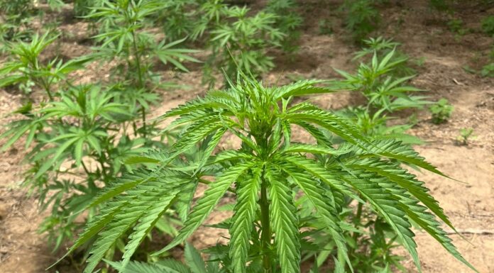 PM erradica plantação com cerca de 5,3 mil pés de maconha na zona rural de Curaçá