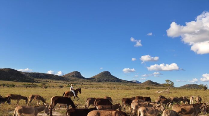 Jumento nordestino ganha espaço como ativo produtivo no agronegócio