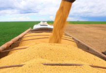 Área plantada com soja cresce no Brasil, com Bahia liderando expansão de forma sustentável