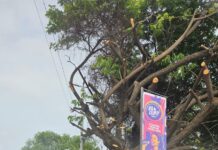 Moradora de Juazeiro critica decoração do Carnaval de Juazeiro 2026: “Tem cara de propaganda institucional”