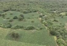 Polícias encontram plantação de maconha com irrigação e energia solar em município baiano; ninguém foi preso